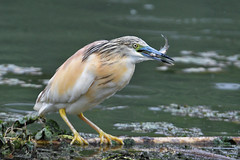 crabier chevelu / squacco heron