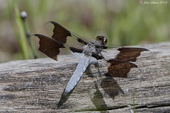 Dragonflies - Life list