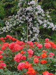 Queen Mary Rose Gardens, Regent's Park, London 3
