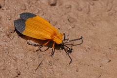 Other Insects