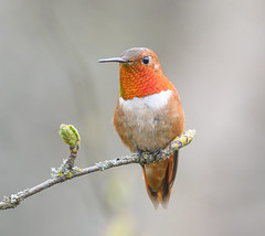 Hummingbirds (Trochilidae)