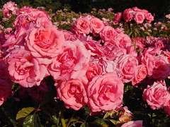 Roses from 7pm to 8pm on a day after Summer solstice 2