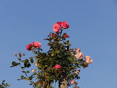 Roses from 7pm to 8pm on a day after Summer solstice 3