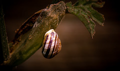 Snails and bugs 