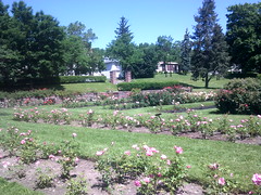 rochester rose garden