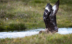 Shetland_birds