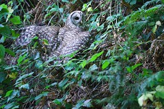Barred Owls - Yost Park
