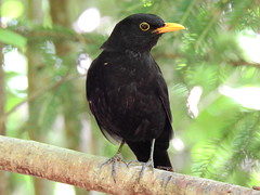 Blackbird (Turdus merula) Musträstas