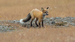 2019-06-27 American Camp Foxes