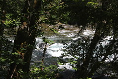 McKenzie River Trail (Boulder Creek to Deer Creek)