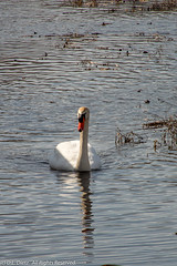 BIRDS - Mute Swan