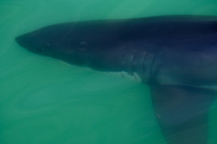 Sanctuary Marine Tours-- Great White Shark viewing