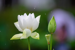 臼杵石仏 蓮の花