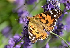Butterflies, bees and other insects