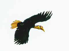 Birds of Sabah, Borneo