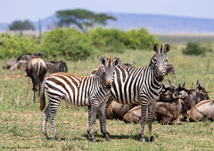 Serengeti national park (2019)