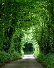 Tree tunnels of Dorset