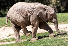 San Diego Zoo Safari Park-Elephants