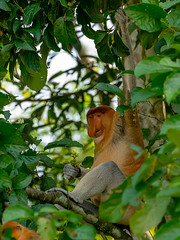 Mammals of Sabah, Borneo