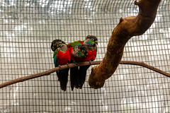 other parrots