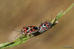 Insectos: Orden Hemíptera