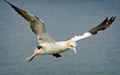 RSPB Bempton Sea Bird Reserve