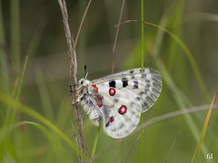 macro butterfly papillon