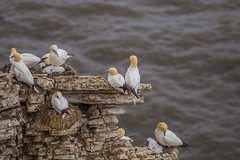 Gannets at Bempton Cliffs 02-07-2019 