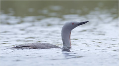 Red throated Loon (Diver)