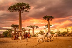 Madagascar - Morondava 2017