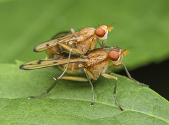 Marsh Flies (Sciomyzidae)