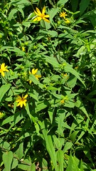 Helianthus divaricatus, woodland sunflower