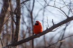 BIRDS - Northern Cardinal