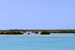 EAU - Sir Bani Yas Island