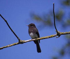 Smaller tweets, woodpeckers and hummingbirds