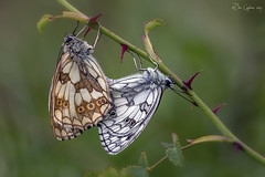 British Butterflies, Moths and Caterpillars
