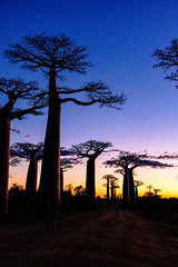 Avenue of the Baobabs, Morondava