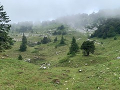 Alpine meadow with incoming mist