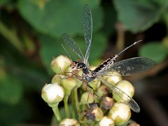 Snakeflies - Raphidioptera - Kamelhalsfliegen