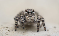 Jumping Spiders (Salticidae, Araneae)