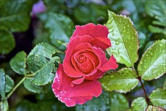 My Roses My garden 24 June 2019
