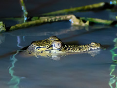 Reptiles of Malaysia