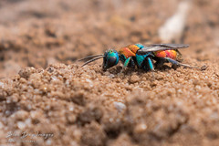 Ruby Tailed Wasps