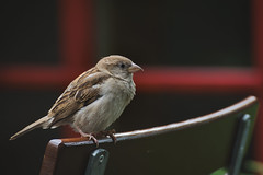 Spatzen/Sparrow
