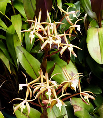 fragrant orchids--good & bad #7 (full)