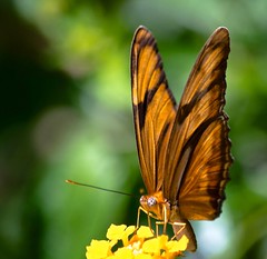Orange Julia Butterfly (Dryas iulia)
