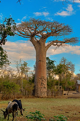 Avenue of the Baobabs #2