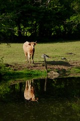 Cow reflected in the River Sarthe