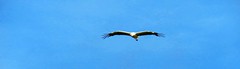 stork ooievaar