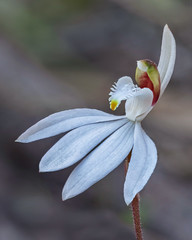 Australian Native Orchids